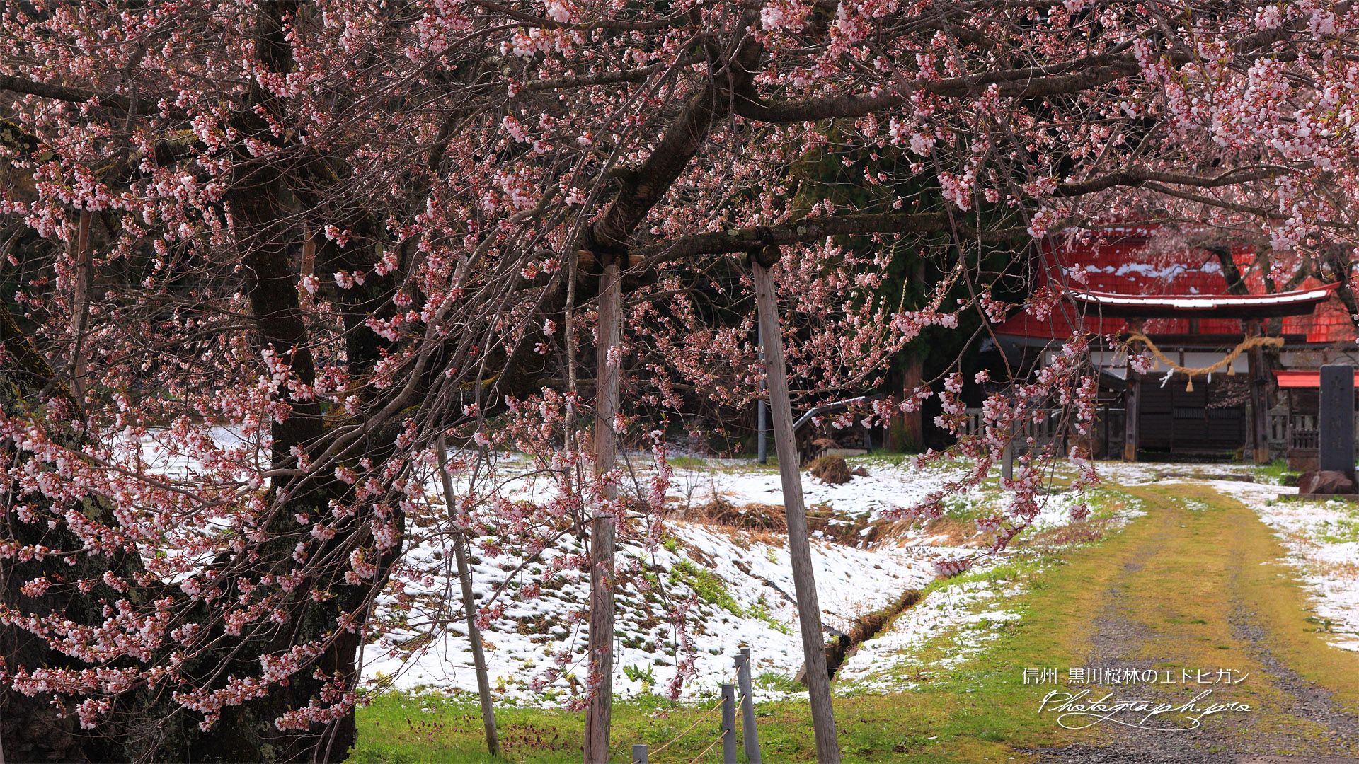 黒川桜林のエドヒガン
