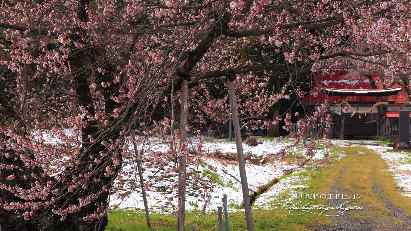 黒川桜林のエドヒガン 壁紙