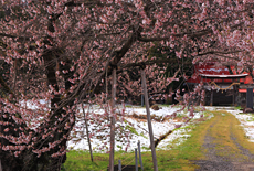 黒川桜林のエドヒガン