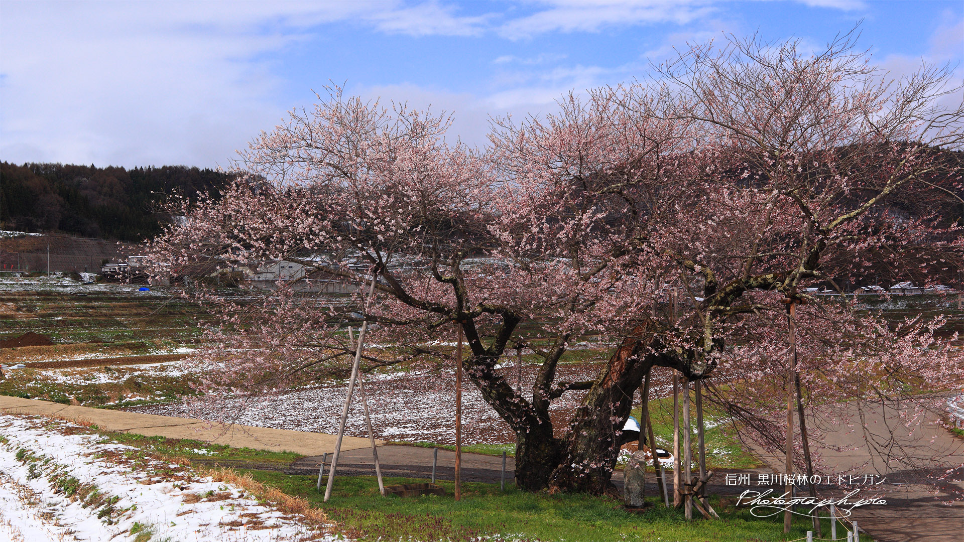 黒川桜林の江戸彼岸桜