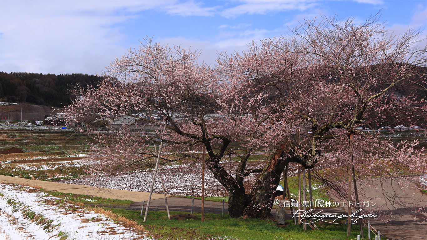 黒川桜林の江戸彼岸桜 壁紙