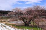 黒川桜林の江戸彼岸桜