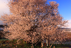 宇木の千歳桜