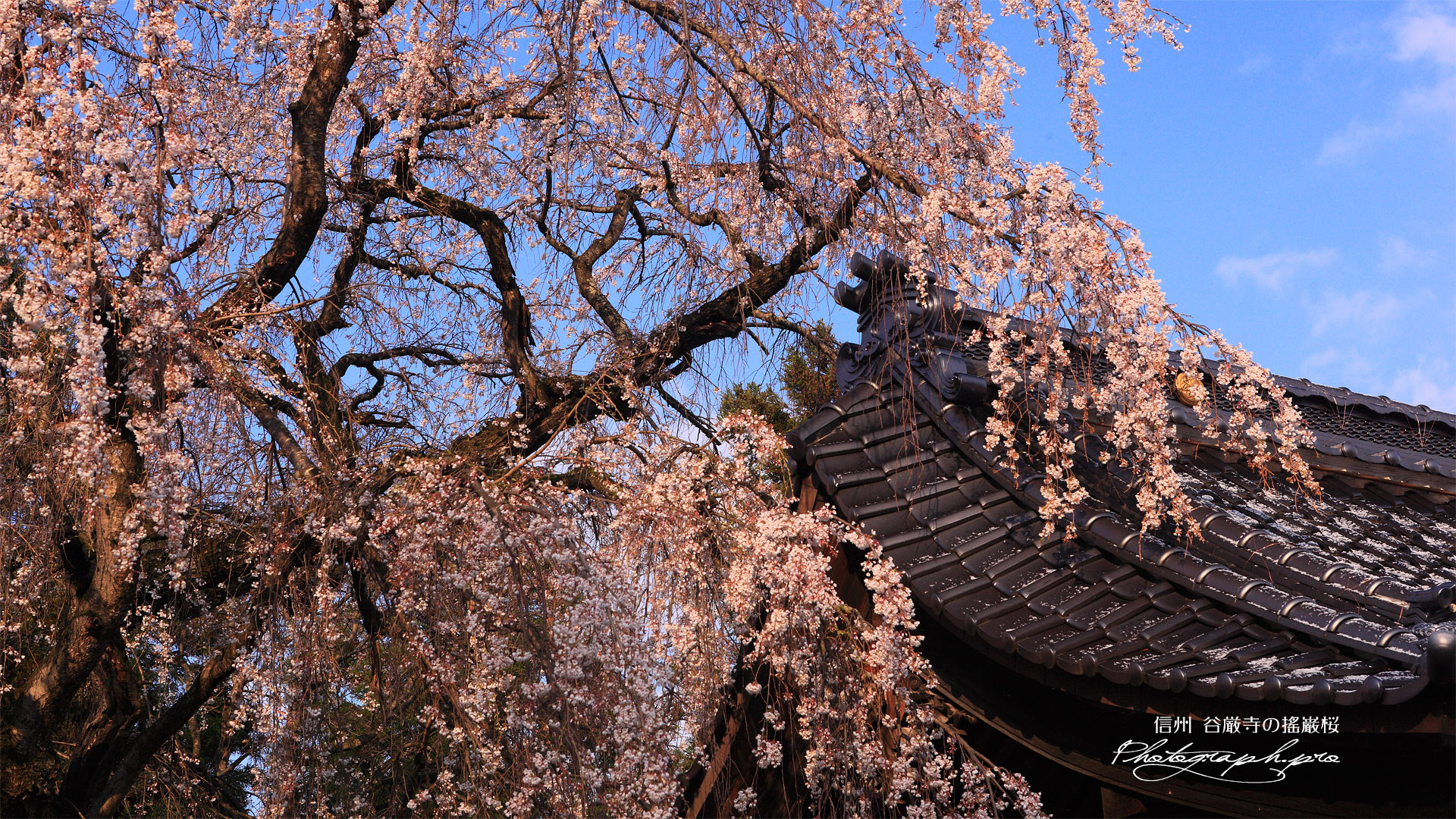谷厳寺のシダレザクラ