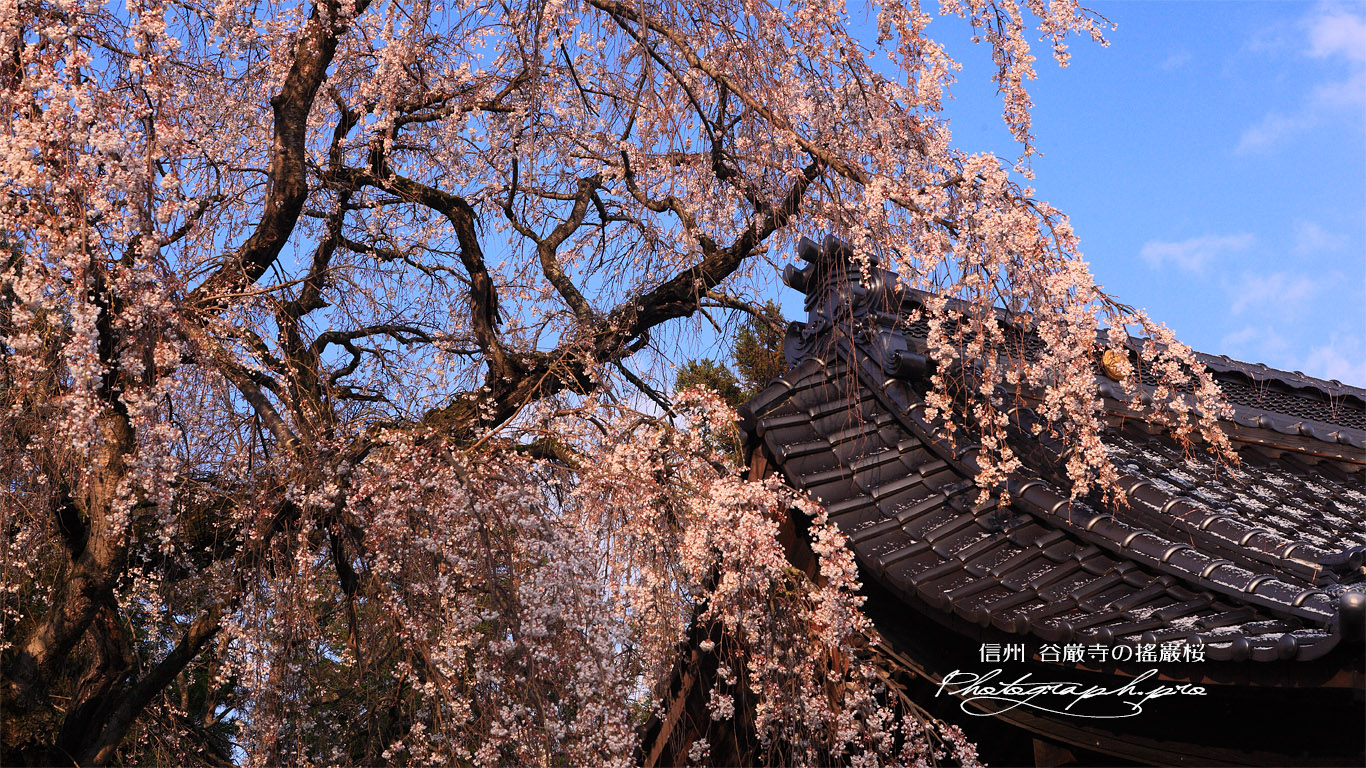 谷厳寺のシダレザクラ 壁紙