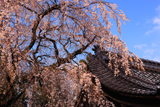 谷厳寺のシダレザクラ