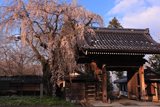 谷厳寺の搖巌枝垂櫻