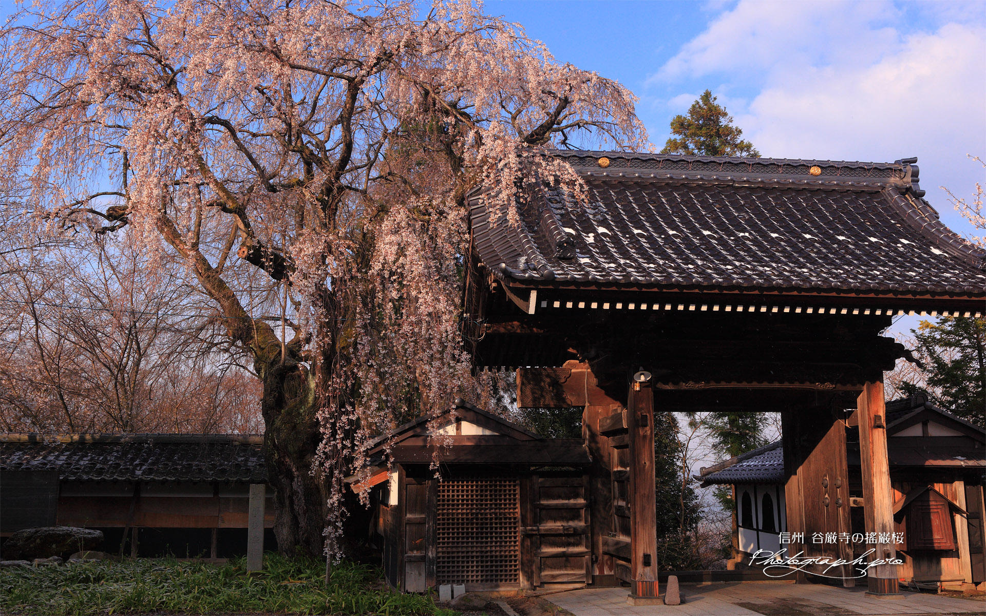 谷厳寺の搖巌枝垂櫻