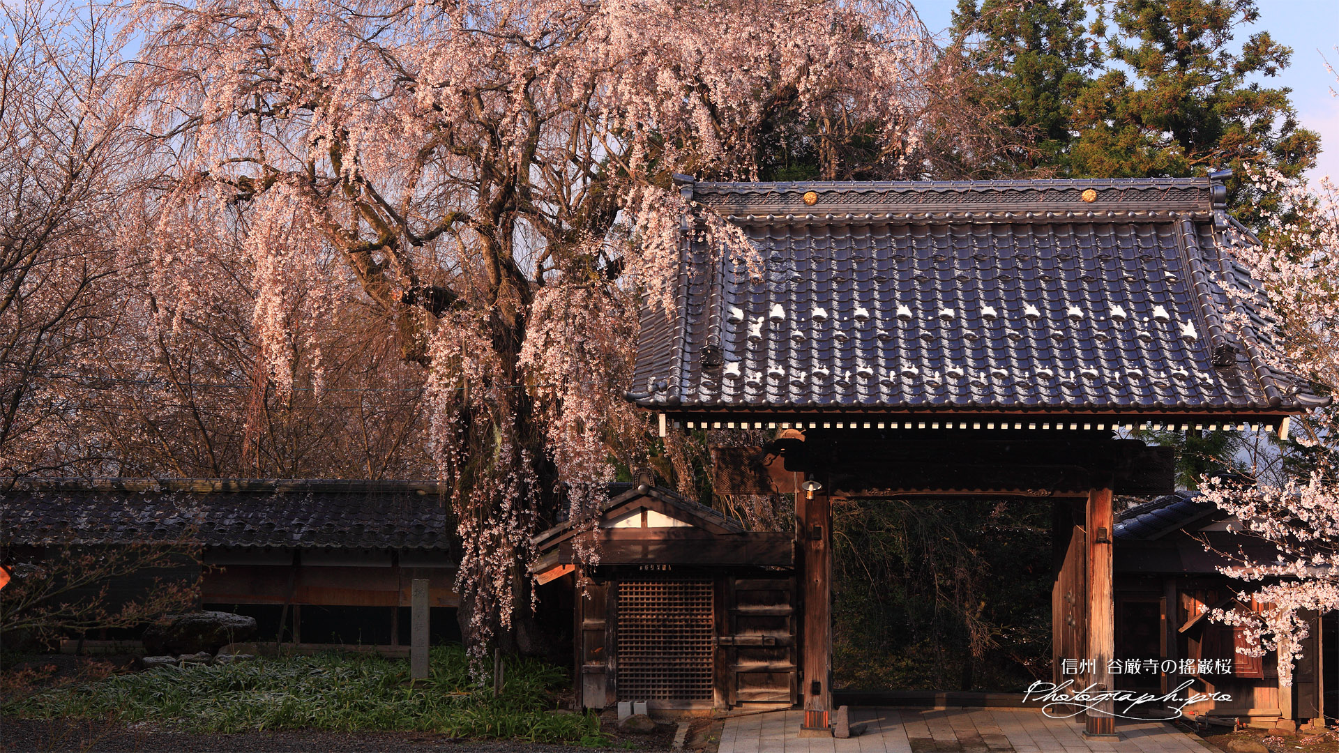 谷厳寺の揺巌枝垂桜