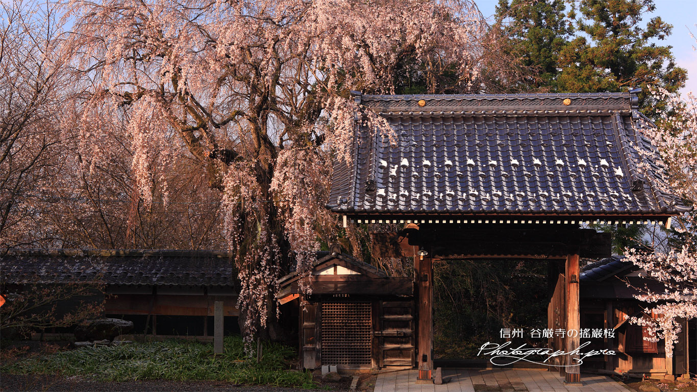 谷厳寺の揺巌枝垂桜 壁紙