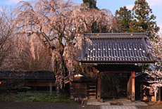 谷巌寺の揺巌枝垂桜