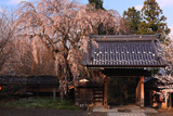 谷厳寺の揺巌枝垂桜
