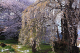 大日庵の源平しだれ桜