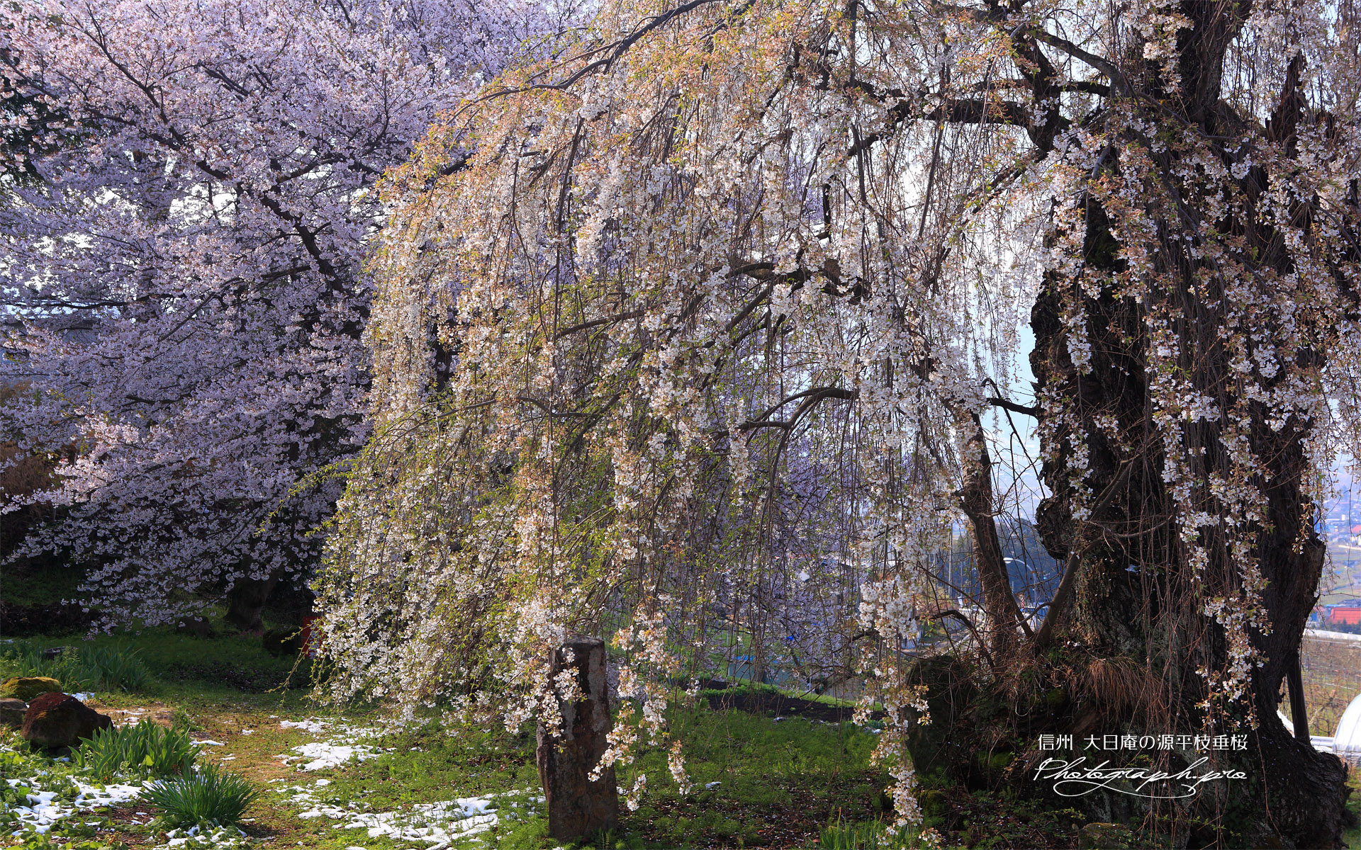 大日庵の源平しだれ桜