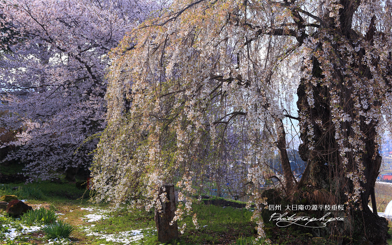 大日庵の源平しだれ桜 壁紙