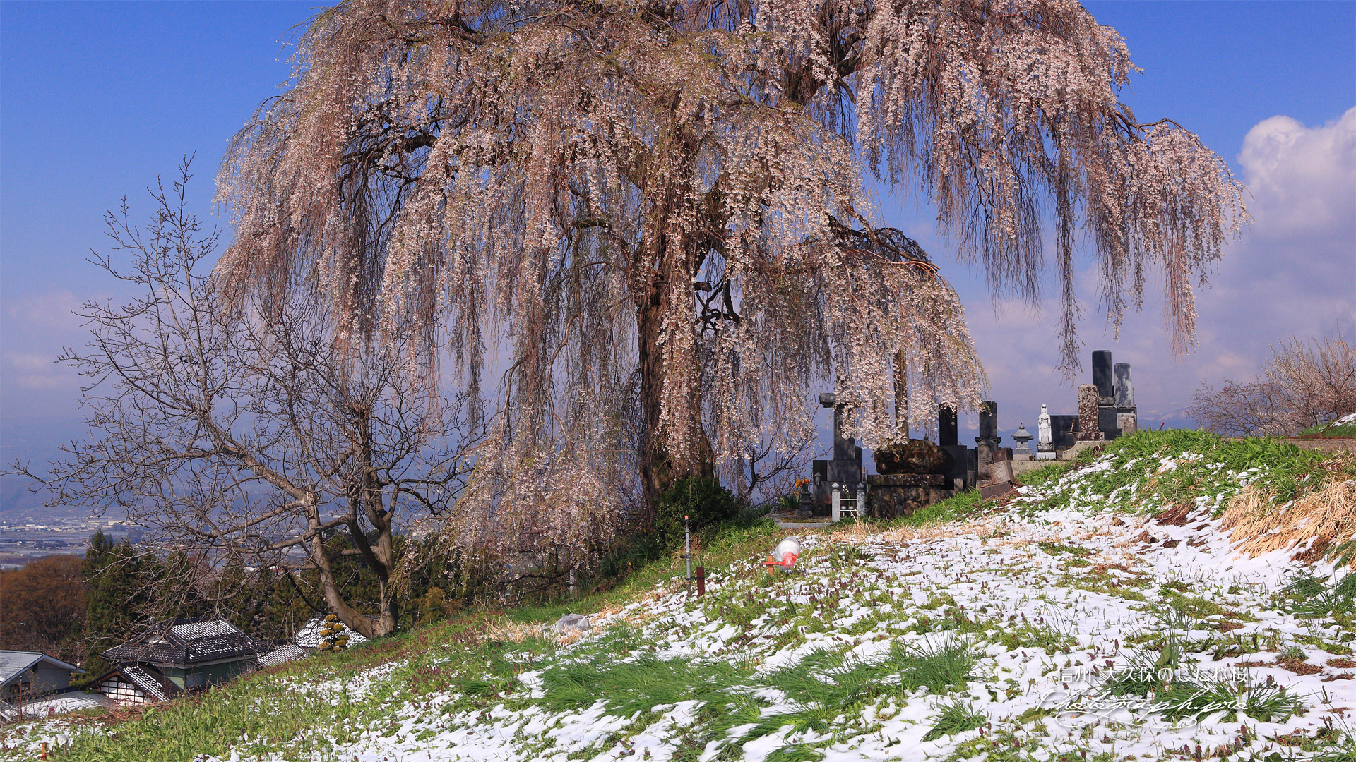 大久保のしだれ桜