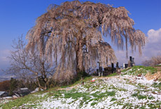 大久保のしだれ桜