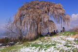 大久保のしだれ桜