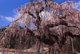 菅十王堂のしだれ桜
