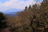 柳沢の江戸彼岸桜