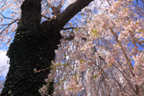 庚のしだれ桜