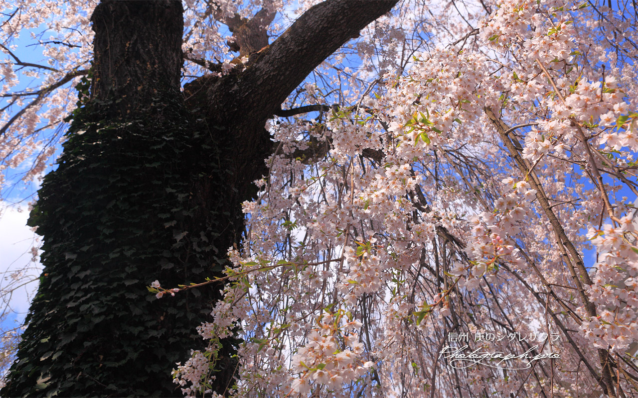 庚のしだれ桜 壁紙