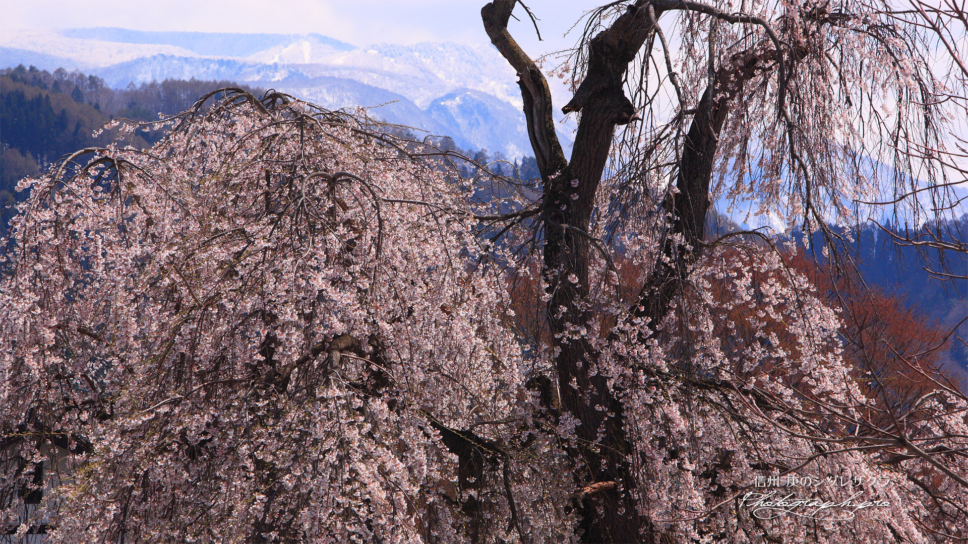庚の枝垂れ桜