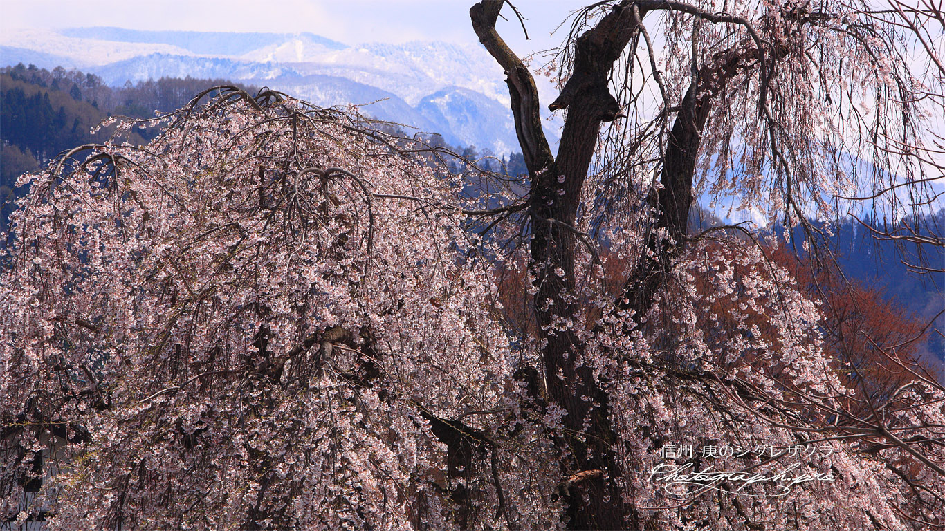 庚の枝垂れ桜 壁紙