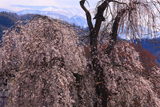 庚の枝垂れ桜
