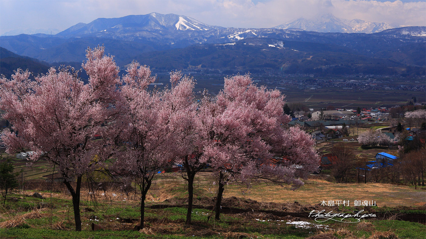 御魂山公園の桜 壁紙