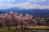 御魂山公園の桜