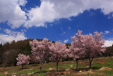 御魂山公園の桜
