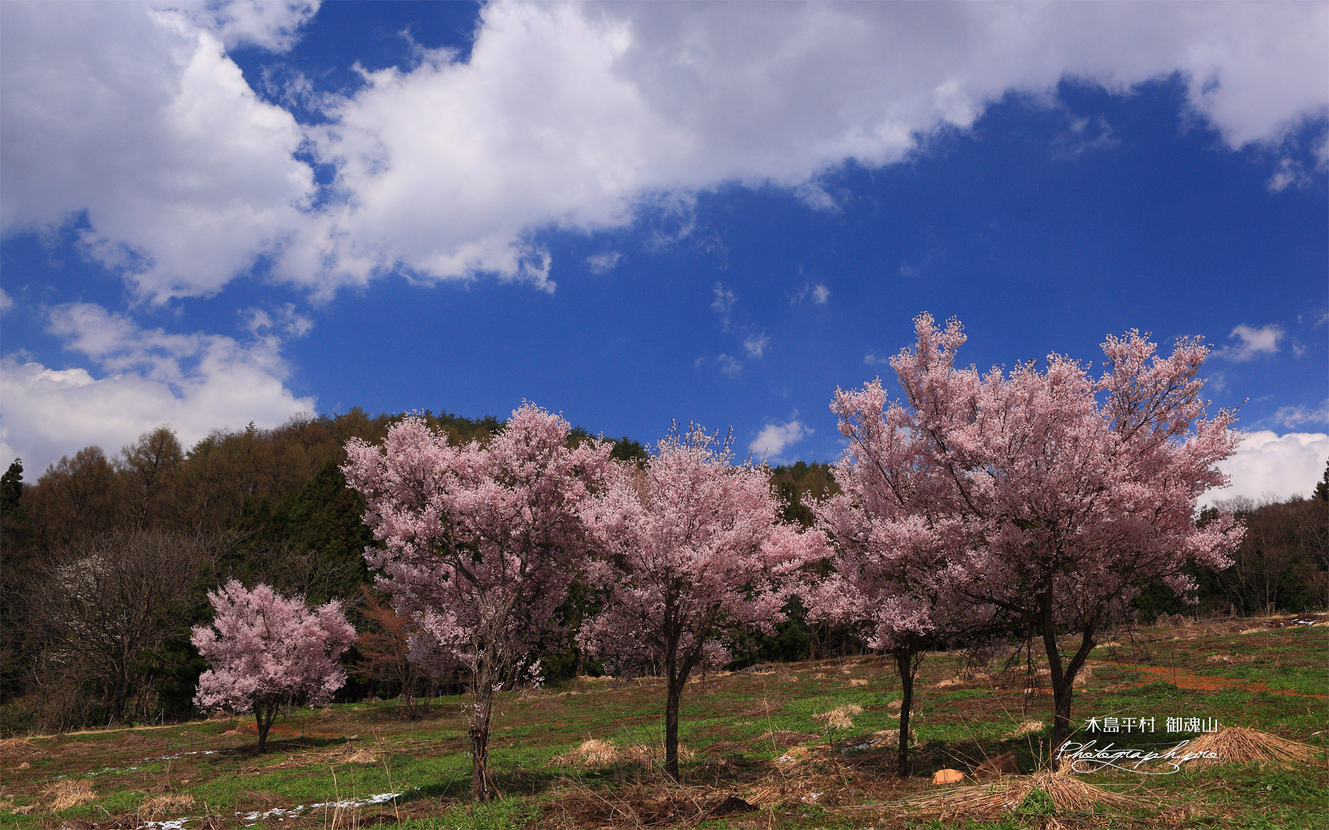 御魂山公園の桜