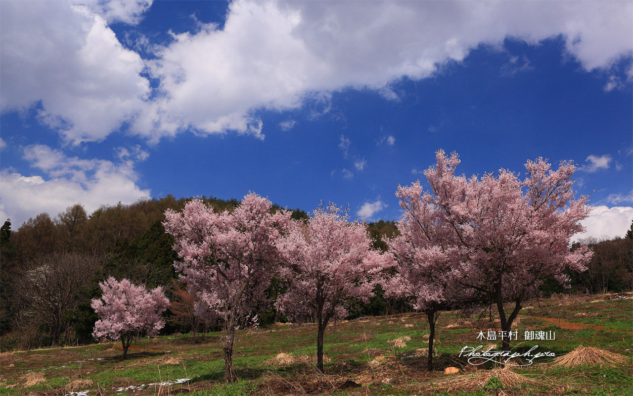 御魂山公園の桜 壁紙