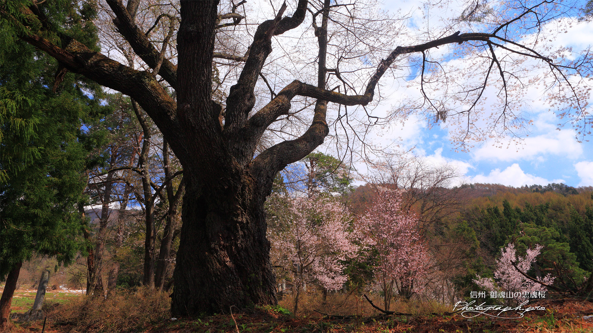 御魂山の忠魂桜