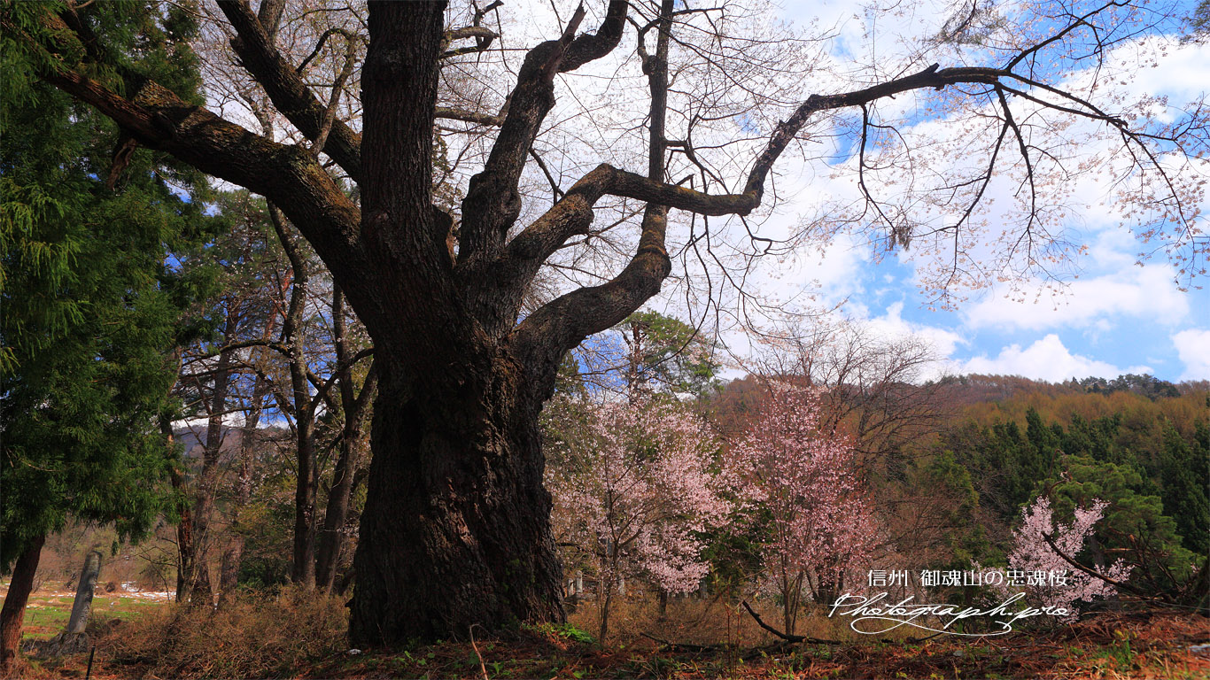 御魂山の忠魂桜 壁紙