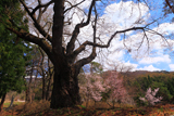 御魂山の忠魂桜