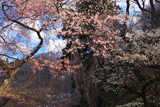 高顕寺のミドリザクラ