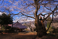 高顕寺の桜