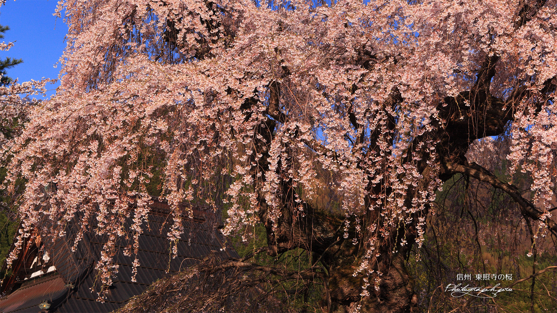 東照寺のしだれ桜
