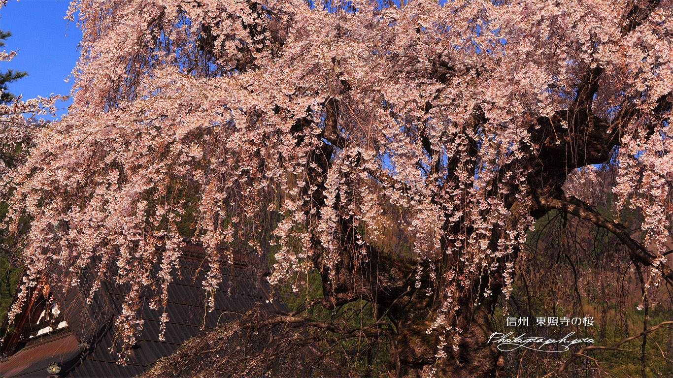 東照寺のしだれ桜 壁紙
