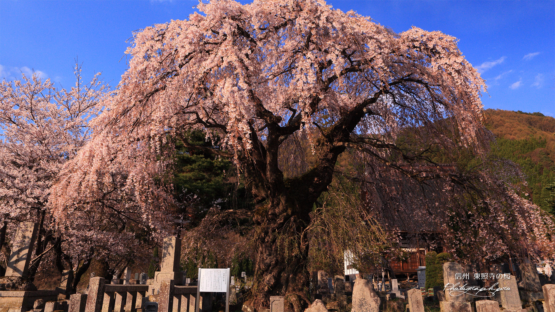 東照寺のシダレザクラ