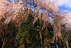 米子神社のシダレザクラ