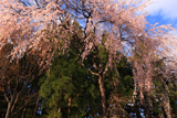 米子神社のシダレザクラ