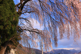 米子神社のしだれ桜