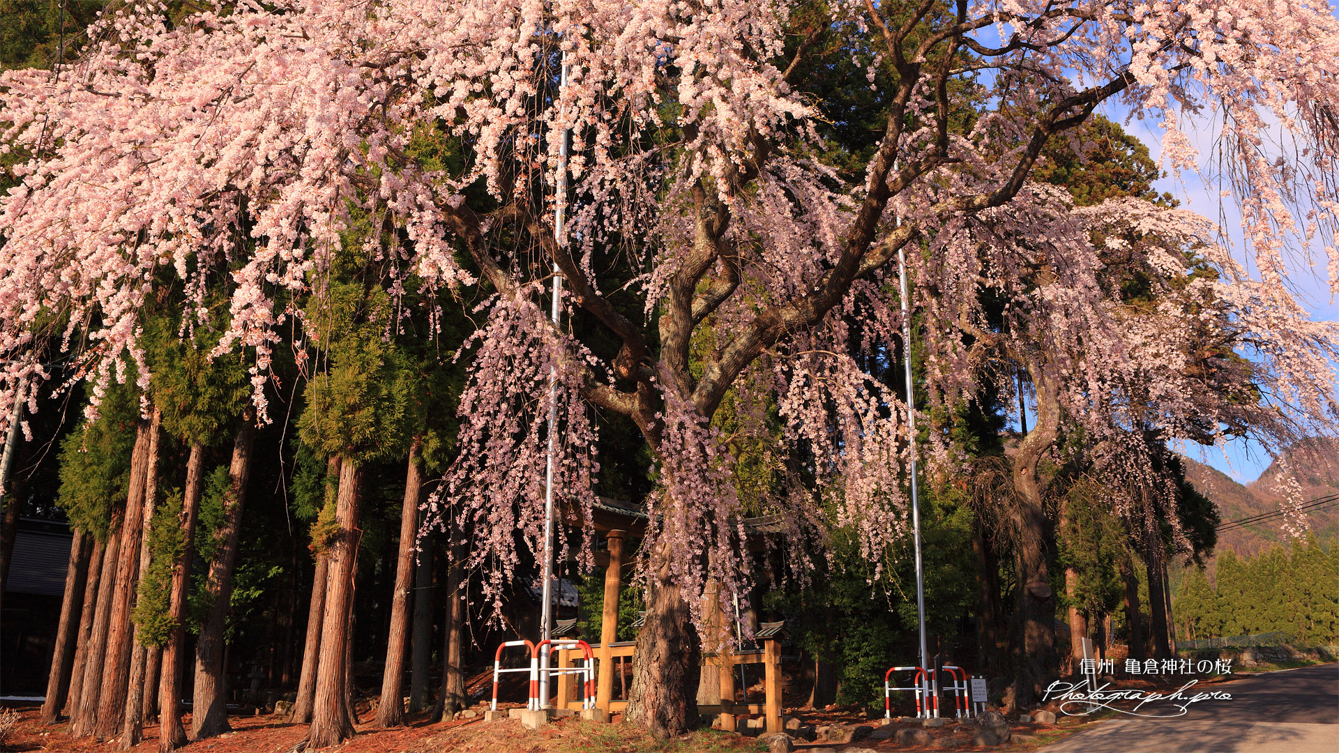 亀倉神社の桜