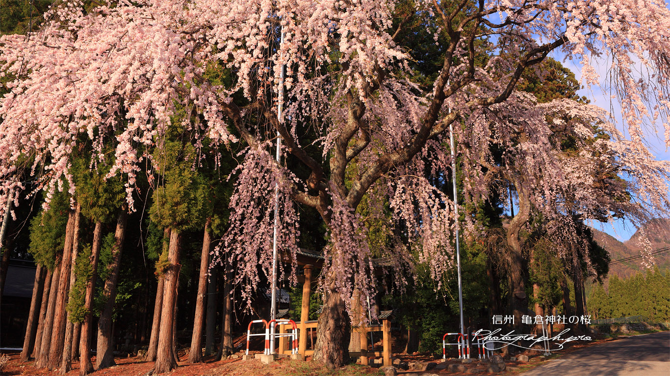 亀倉神社の桜 壁紙