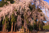 亀倉神社の桜