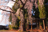 亀倉神社のシダレザクラ