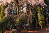 亀倉神社の枝垂桜